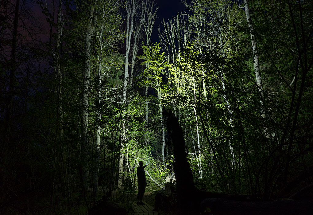 A man stands in the woods in the dark. His flashlight illuminates the trees in front of him.
